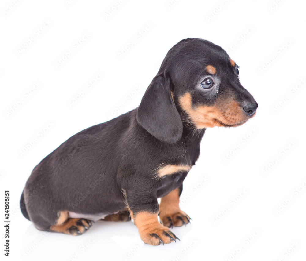 Black dachshund puppy standing in profile. isolated on white background