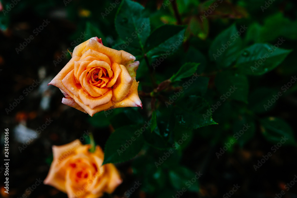 Close-up of orange roses with rain drops on background of blurred dark green leaves Close-up of orange roses with rain drops on background of blurred dark green leaves