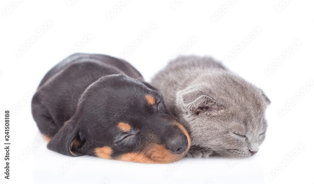 Obraz premium Dachshund puppy and tiny kitten are sleeping together in front view. isolated on white background