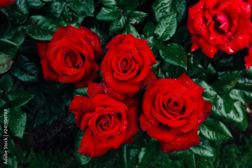 Obraz premium Close-up of red roses with rain drops on background of blurred dark green leaves
