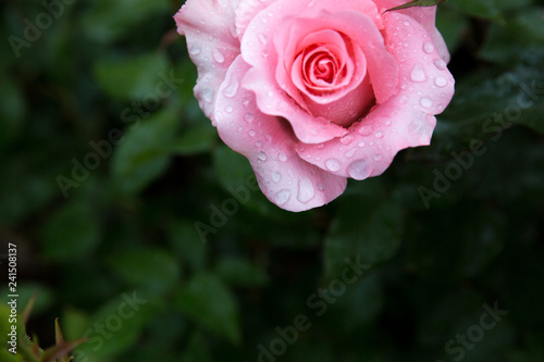 Close-up of pink rose with rain drops over blurred dark green leaves