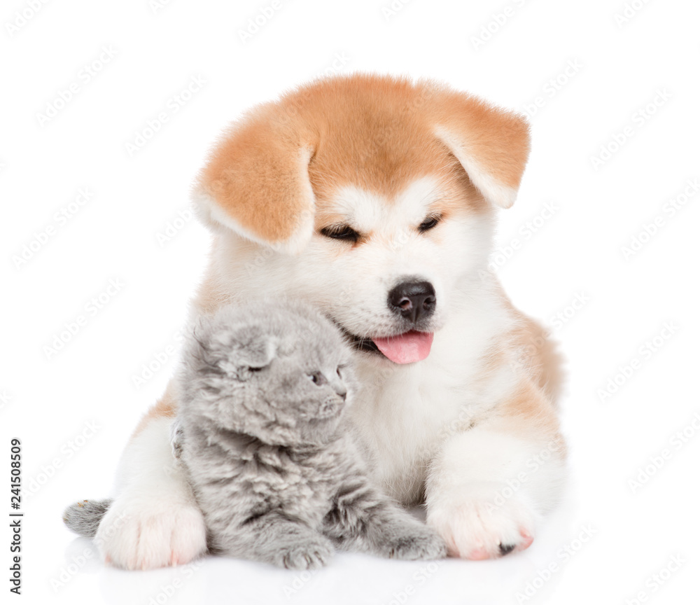 Akita inu puppy embracing baby kitten. isolated on white background