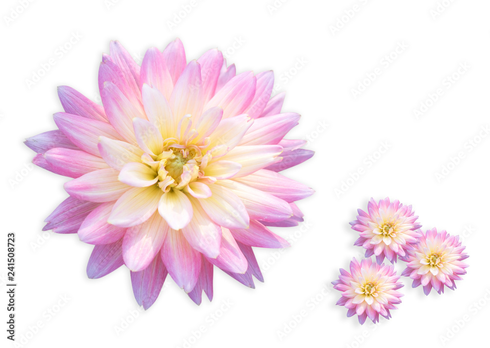 Obraz premium Dahlia flower , beautiful flower isolate on white background