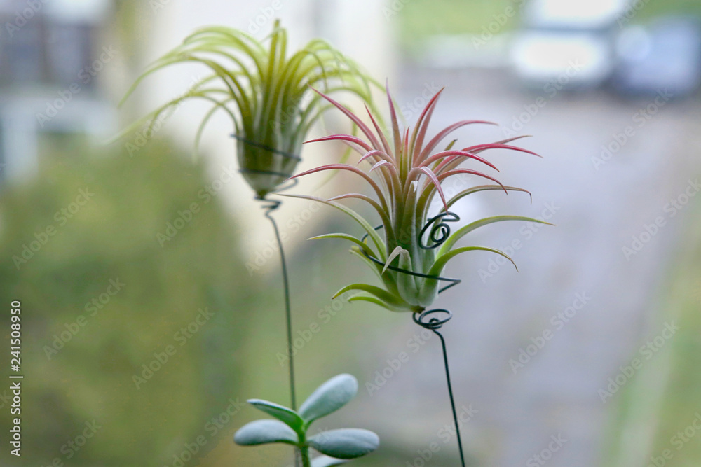Air plant, Tillandsia ionantha, houseplant succulent no pot on windowsill.  Tillandsias are low-maintenance plants that require no soil, just plenty of  water, sunlight, and airflow. Stock Photo | Adobe Stock