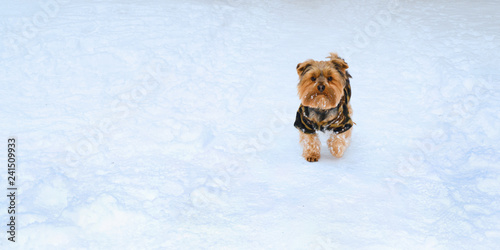 Small dog on white snow background. Animals in nature in winter.
