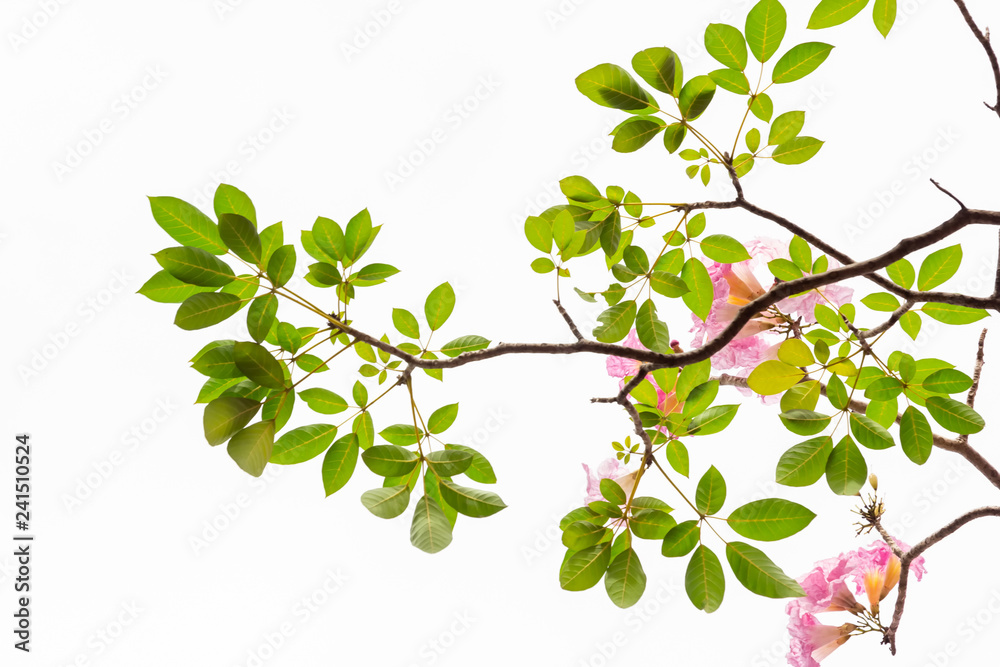 Pink flower and tree branch isolated on white background Pink flower and tree branch isolated on white background