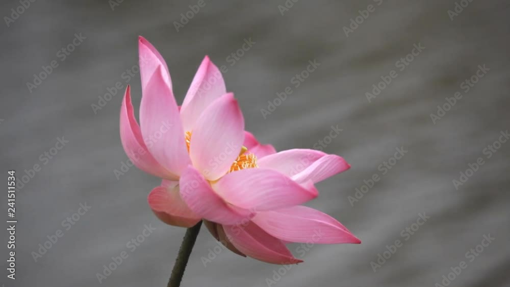 beautiful lotus flower blooming in pond beautiful lotus flower blooming in pond