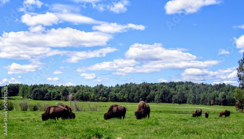 A herd of buffalo graze on a beautiful summer day with blue sky in a green field, visible to those while driving through Omega Park outside of Montebello, Quebec, Canada.