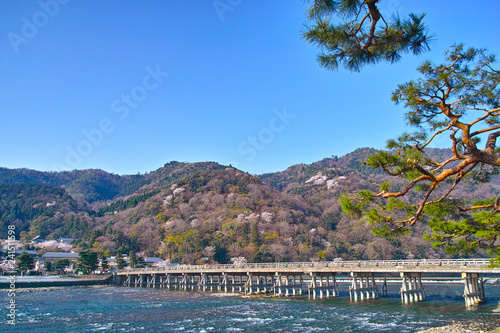 京都嵐山、春の渡月橋と松の木