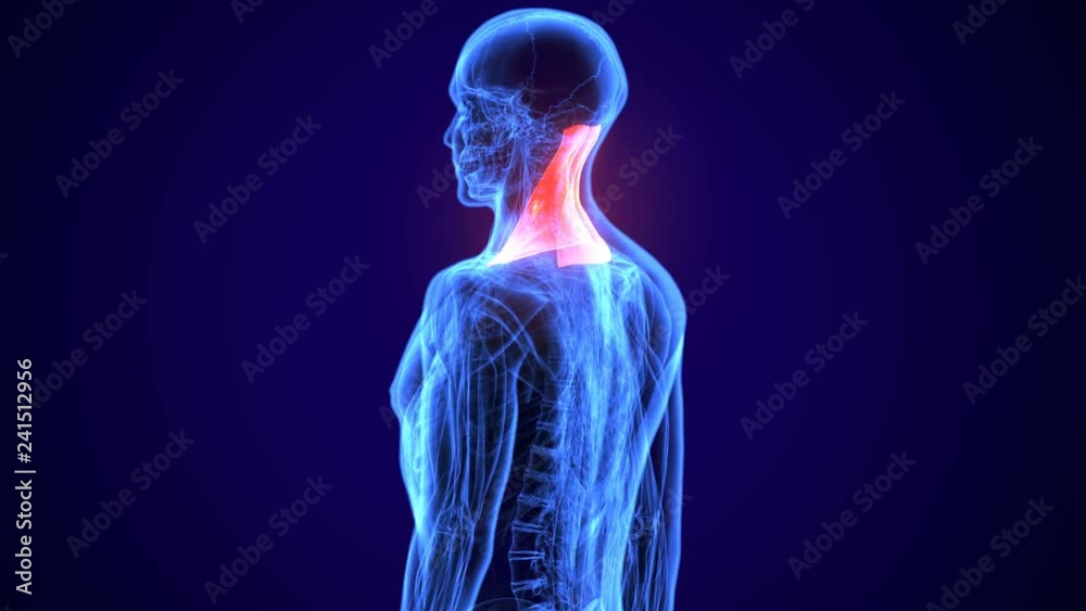 3d rendered, medically accurate illustration of the splenius capitis
3d rendered, medically accurate illustration of the splenius capitis
