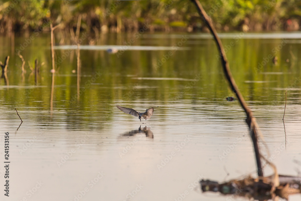 Whiskered Tern birds at a mangrove forest hunting fish and crabs a tranquil bird watching scene Whiskered Tern birds at a mangrove forest hunting fish and crabs a tranquil bird watching scene