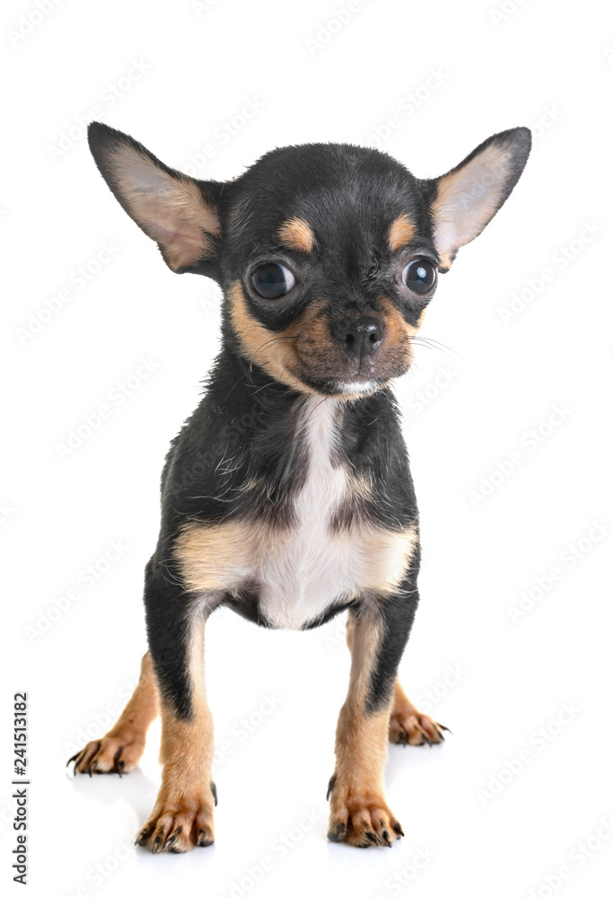 chihuahua in studio chihuahua in studio