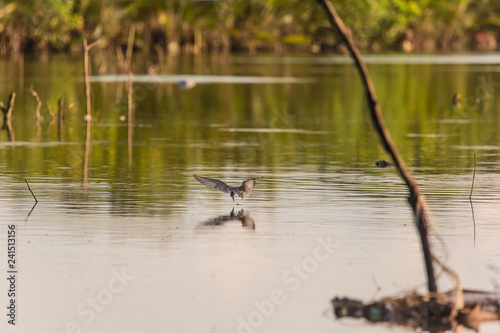 Whiskered Tern birds at a mangrove forest hunting fish and crabs a tranquil bird watching scene