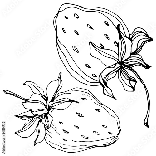 Vector Strawberry fruits. Black and white engraved ink art. Isolated strawberry illustration element.