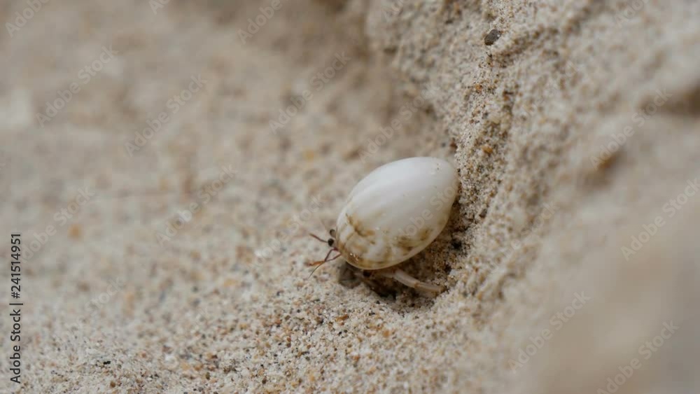 Hermit Crab (Dardanus megistos) shell crustacean on the beach Hermit Crab (Dardanus megistos) shell crustacean on the beach