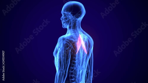 3d illustration medical illustration of the Rhomboid 
 photo