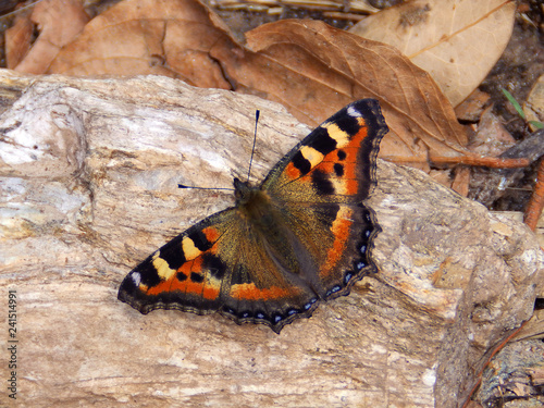 Brilliant orange and black Viceroy butterfly resting on stone in morning sun soon after eclosing from chrysalis photo