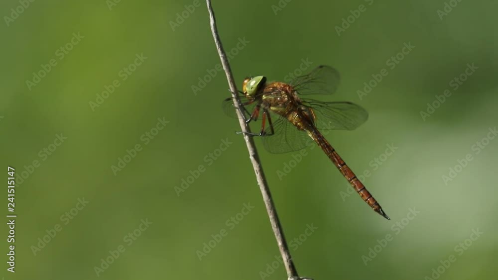A stunning Norfolk Hawker Dragonfly (Anaciaeschna isoceles) perching on a bulrush at the edge of a lake and then fly's. A stunning Norfolk Hawker Dragonfly (Anaciaeschna isoceles) perching on a bulrush at the edge of a lake and then fly's.