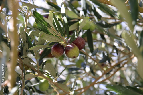 olives on tree