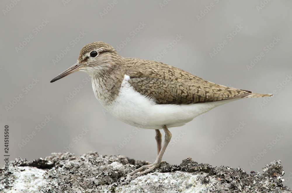 A Common Sandpiper (Actitis hypoleucos) perched on a rock in Scotland. A Common Sandpiper (Actitis hypoleucos) perched on a rock in Scotland.