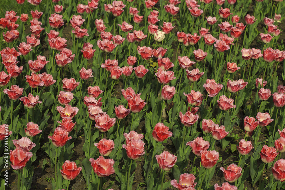 Beautiful pink tulips flowerbed closeup. Flower background.
