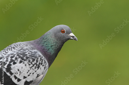 A pretty head shot of a Feral pigeon (Columba livia).