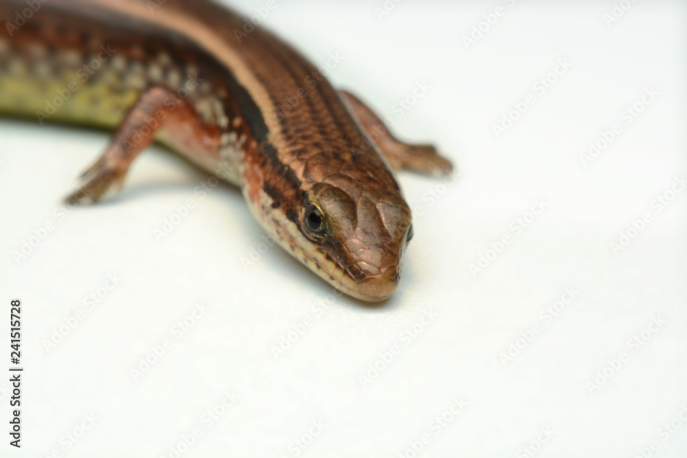 Obraz premium Skink close-up, skink macro image on a white background