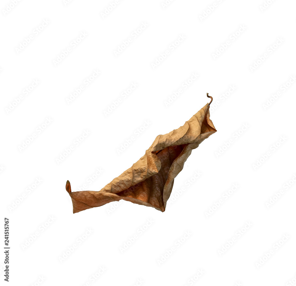 dry brown leaf texture on white background dry brown leaf texture on white background