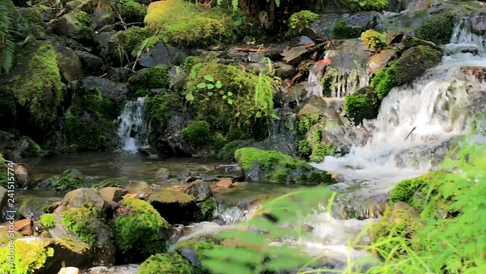 panning down a rainforest stream panning down a rainforest stream