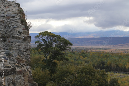 The forest after stone wall