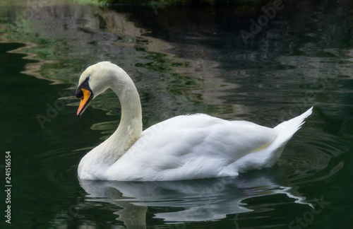 White Swan on Swan lake