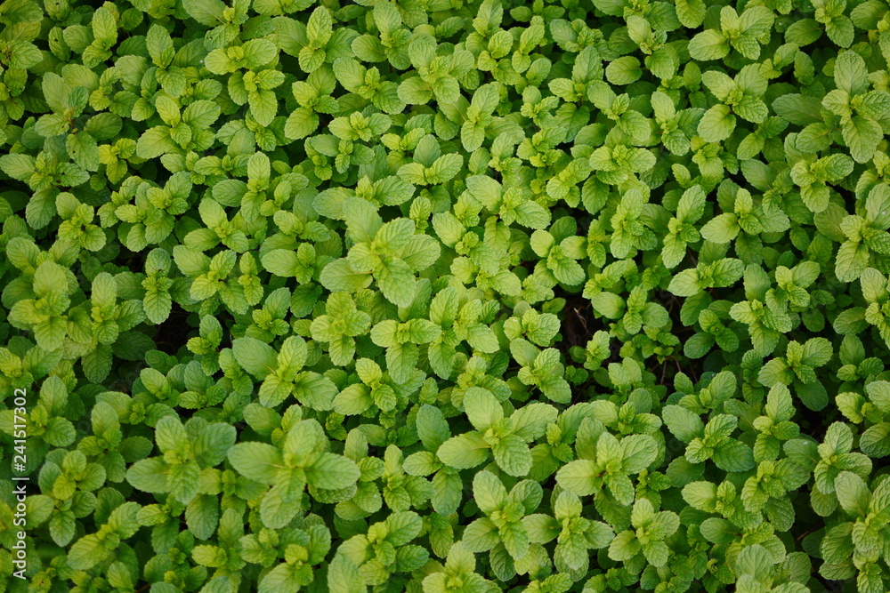 Mint leaves, peppermint leaves of mint on green background, Closeup of fresh mints leaves texture or abstract background, Green fresh mint , selective focus Mint leaves, peppermint leaves of mint on green background, Closeup of fresh mints leaves texture or abstract background, Green fresh mint , selective focus