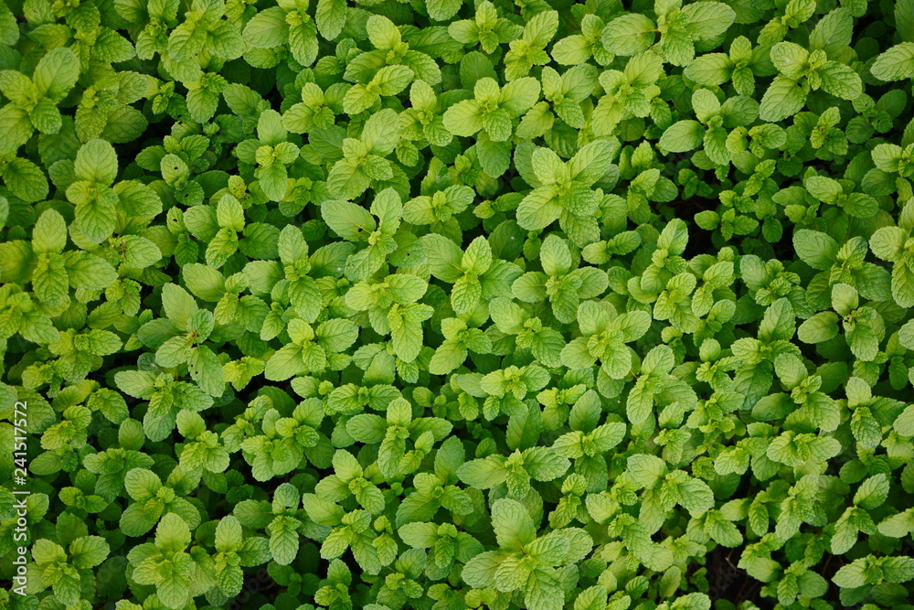 Mint leaves, peppermint leaves of mint on green background, Closeup of fresh mints leaves texture or abstract background, Green fresh mint , selective focus Mint leaves, peppermint leaves of mint on green background, Closeup of fresh mints leaves texture or abstract background, Green fresh mint , selective focus
