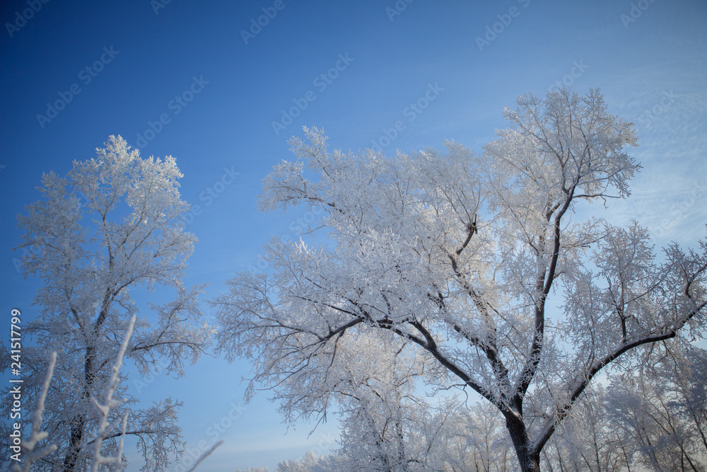Beautiful winter frosty forest covered with snow and hoarfrost