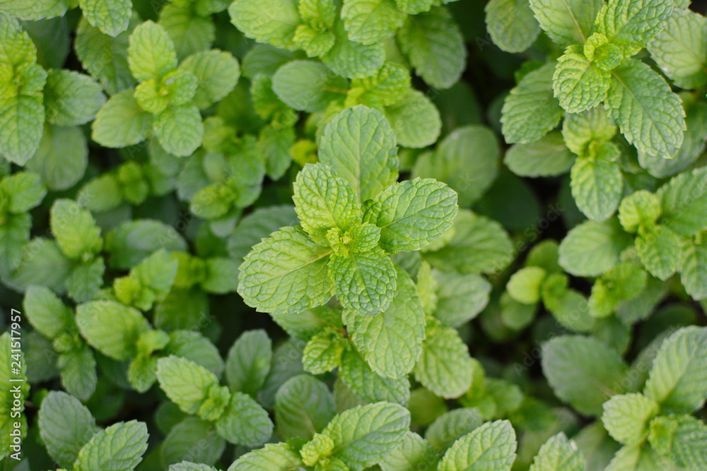Mint leaves, peppermint leaves of mint on green background, Closeup of fresh mints leaves texture or abstract background, Green fresh mint , selective focus Mint leaves, peppermint leaves of mint on green background, Closeup of fresh mints leaves texture or abstract background, Green fresh mint , selective focus