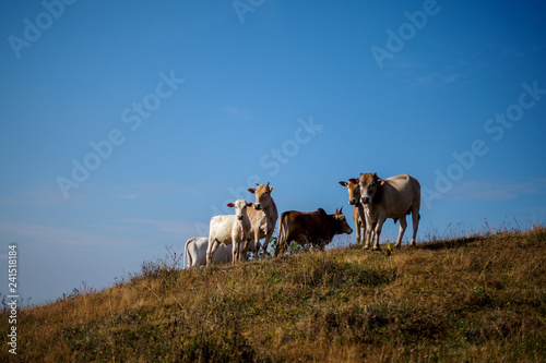 Cow in mountains © phiphat