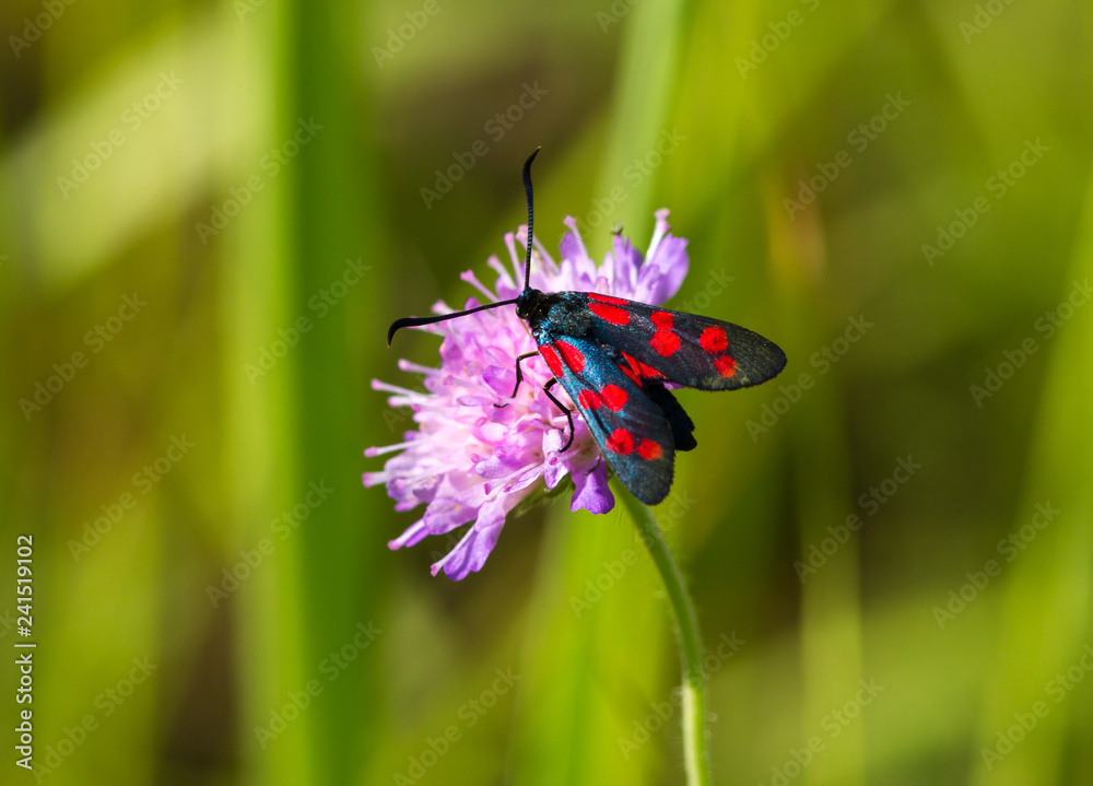 Fototapeta premium Six-spot burnet (Zygaena filipendulae) moth on the flower of Field Scabious