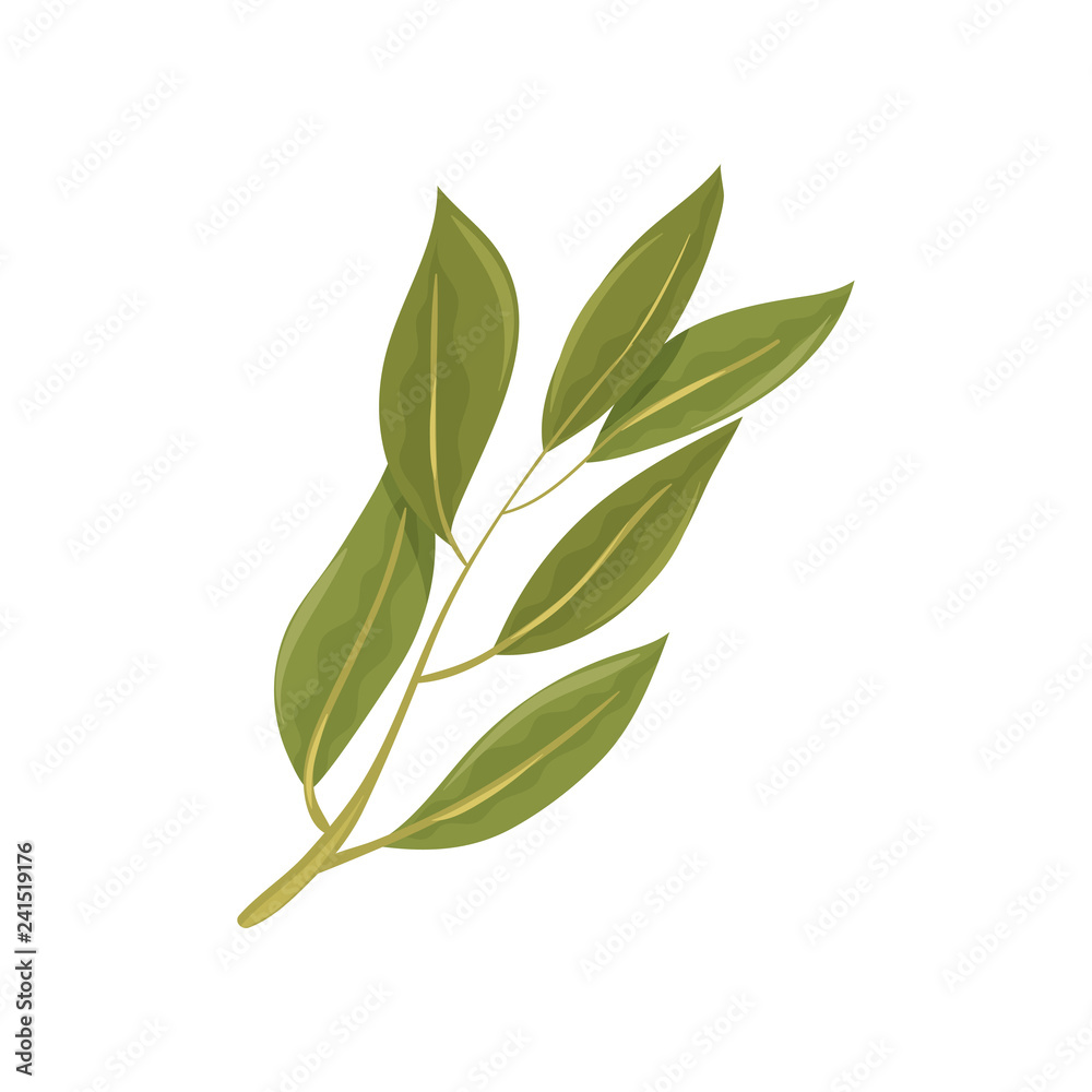 Sprig of green bay leaves. Culinary herb. Spice for dishes. Aromatic seasoning. Flat vector design