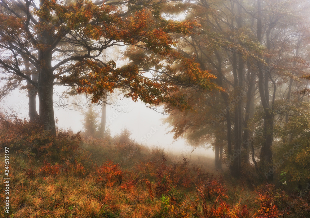 Fototapeta premium foggy morning in the autumn forest. scenic fog in the fairy forest 