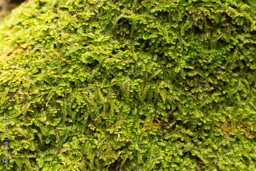 Green moss on tree close up image.