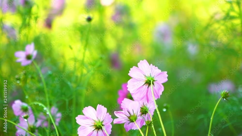 panning shot of cosmos flower with water drop droplet panning shot of cosmos flower with water drop droplet