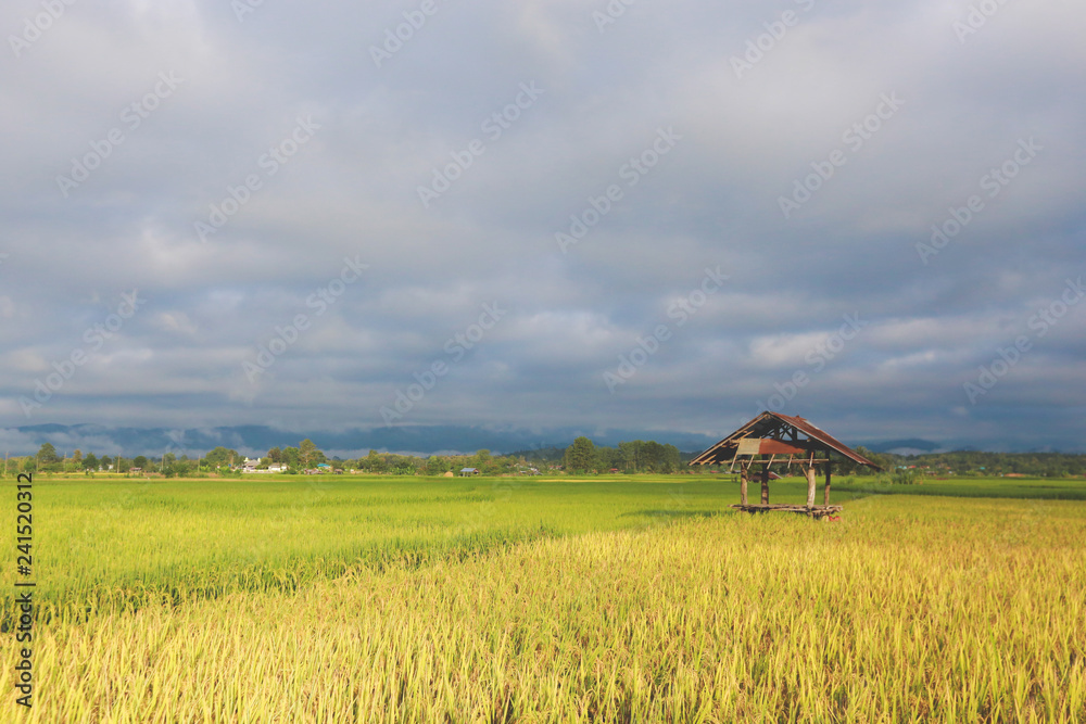 Rice field and sky background, Rice Field in the Morning