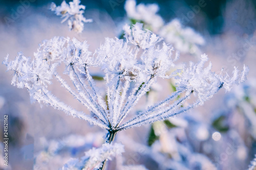 The beautiful Inflorescences covered with hoarfrost and small ice © pro2audio