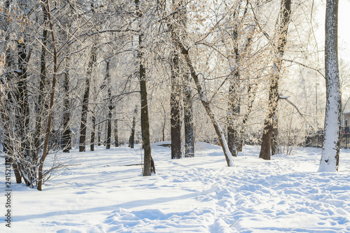 Footprints in the snow in park © Тищенко Дмитрий