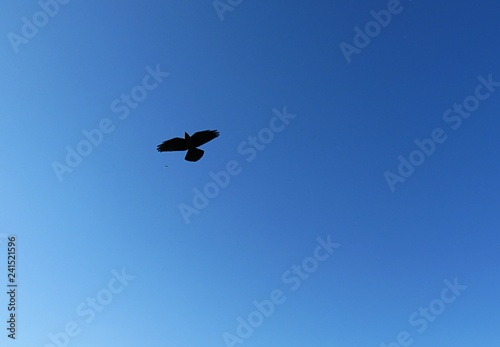 Bird in flight against a blue sky