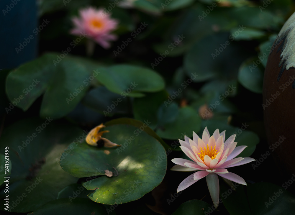 Pink lotus in pond Pink lotus in pond