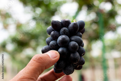 Branch of blue grapes on vine in vineyard 