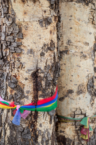 Colored fabric tied to the tree trunk photo