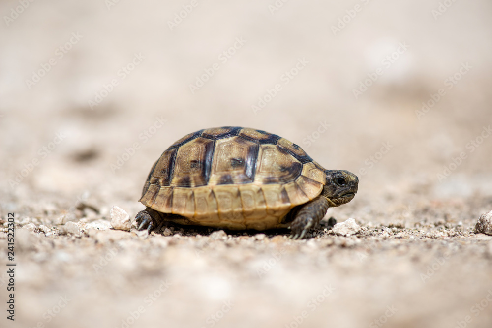 Close up of a young Greek turtle in its natural environment - macro, selective focus, space for text Close up of a young Greek turtle in its natural environment - macro, selective focus, space for text