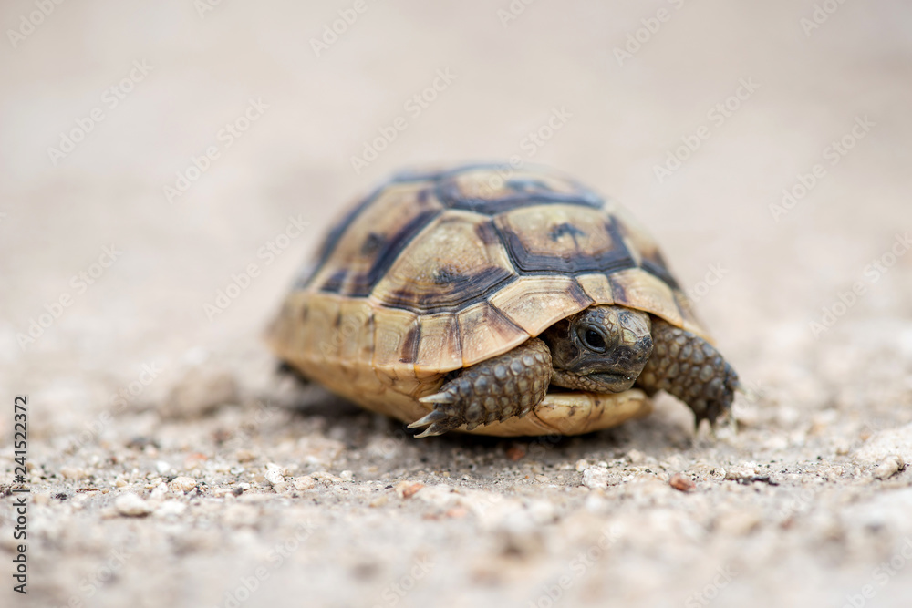 Close up of a young Greek turtle in its natural environment - macro, selective focus, space for text Close up of a young Greek turtle in its natural environment - macro, selective focus, space for text